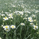 Tanacetum cinerariifolium