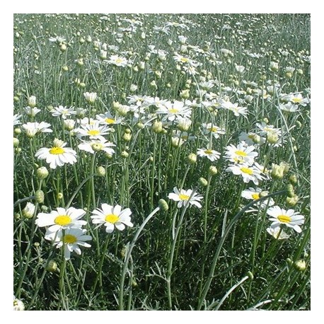 Tanacetum cinerariifolium