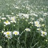 Tanacetum cinerariifolium