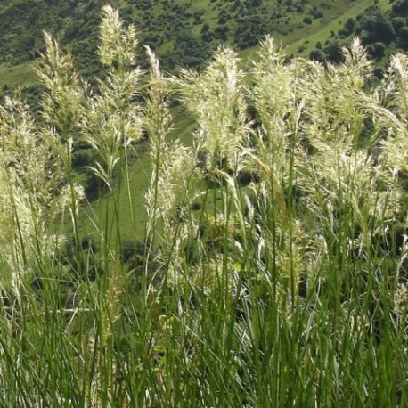 Achnatherum calamagrostis