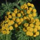 Tanacetum vulgare var. crispum'
