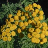Tanacetum vulgare var. crispum'