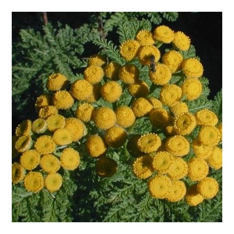Tanacetum vulgare var. crispum'