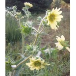 Silphium mohrii