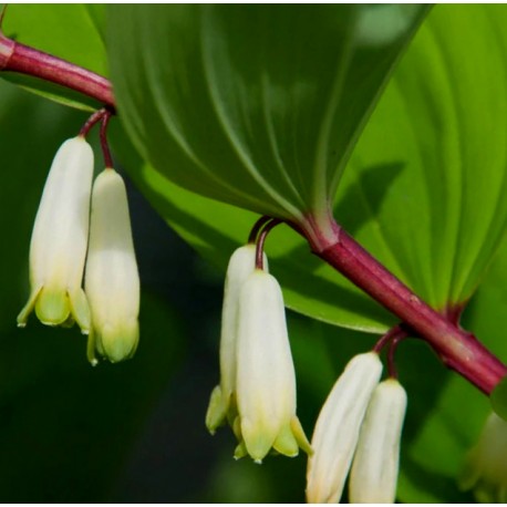 Polygonatum odorata 'Red Stem'