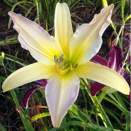 Hemerocallis 'Annastasia'