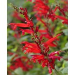 Salvia elegans