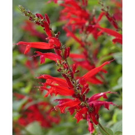 Salvia elegans