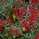 Salvia elegans