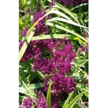 Salvia nemerosa 'Schwellenburg'