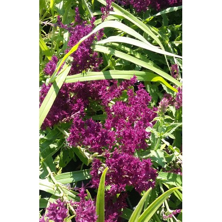 Salvia nemerosa 'Schwellenburg'