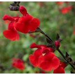 Salvia microphylla 'Royal Bumble'