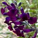 Salvia x jamensis 'Nachtvlinder'