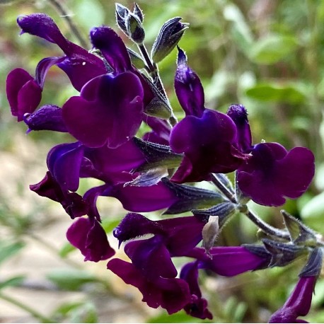 Salvia x jamensis 'Nachtvlinder'