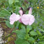 Salvia microphylla 'La Grande Boom'