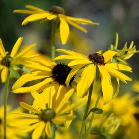 Rudbeckia missouriensis