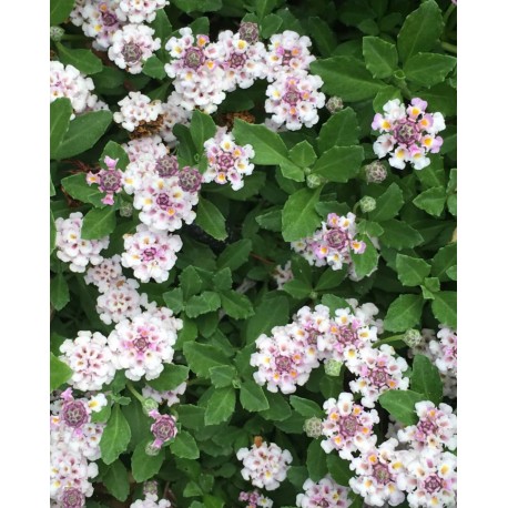 Lippia nodiflora (Phyla nodifl)