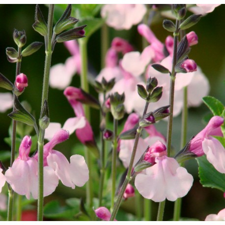 Salvia microphylla 'Dancing Dolls'