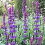 Salvia nemerosa 'Caradonna'