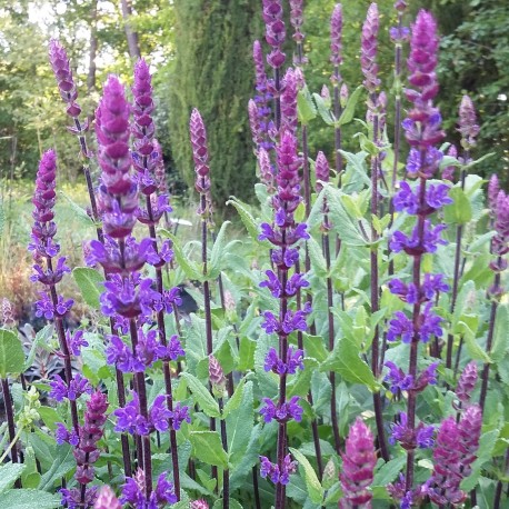 Salvia nemerosa 'Caradonna'