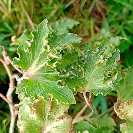 Hedera helix 'Filigran'