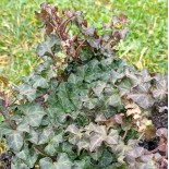 Hedera helix 'Conglomerata'