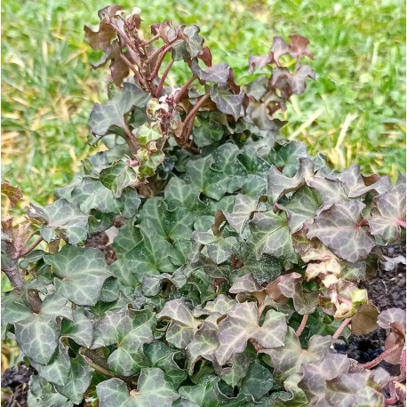 Hedera helix 'Conglomerata'