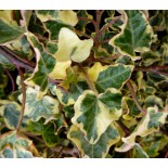 Hedera helix 'Halebob'