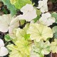 Hedera helix 'Green River'