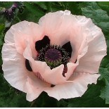 Papaver orientale 'Princesse Victoria Louise'