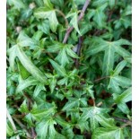 Hedera helix 'Anita'