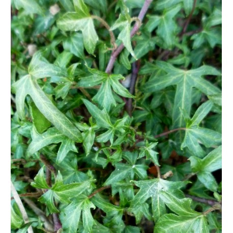 Hedera helix 'Anita'