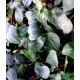 Hedera helix 'Teardrop'