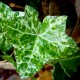 Hedera helix 'Minor Marmorata'