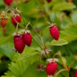 Fragaria vesca 'Reine des vallées'