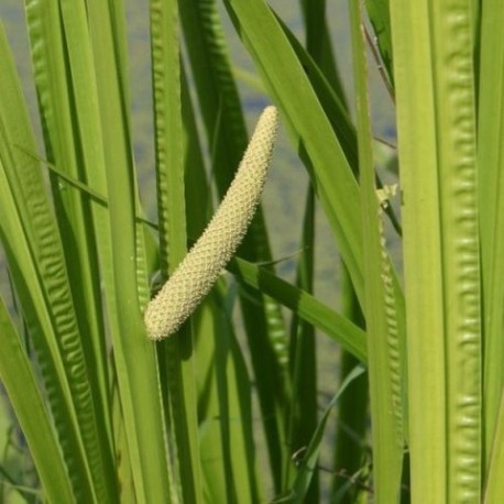 Acorus calamus