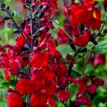 Salvia microphylla 'Rêve Rouge'