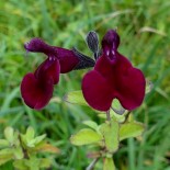 Salvia microphylla 'Cherry Pie'