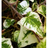 Hedera helix 'Snowcup'
