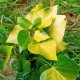 Hedera helix 'Buttercup'