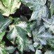 Hedera helix 'Beryl's Honor'