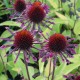 Echinacea purpurea 'Electro'