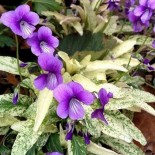 Viola mandshurica 'Fuji Dawn'