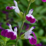 Salvia greggii 'Amethyst Lips'