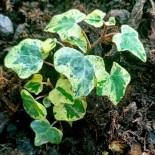 Hedera helix 'Teneriffe'