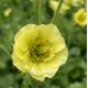 Geum rivale 'Banana Daiquiri'