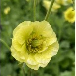 Geum rivale 'Banana Daiquiri'