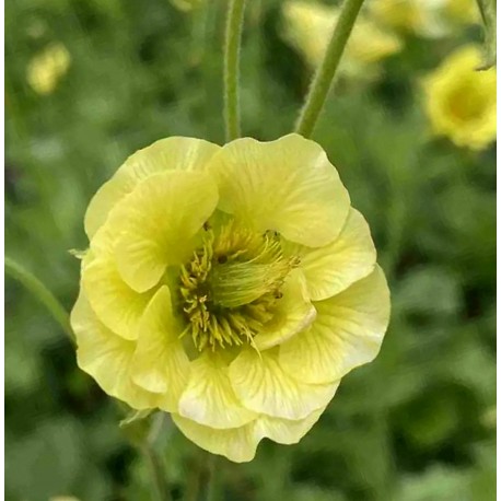 Geum rivale 'Banana Daiquiri'