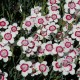 Dianthus deltoides 'Arctic Fire'