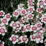 Dianthus deltoides 'Arctic Fire'